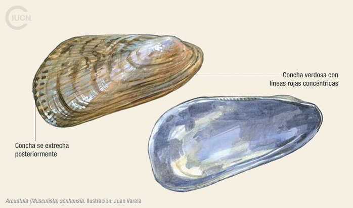 Arcuatula (Musculista) senhousia Illustration