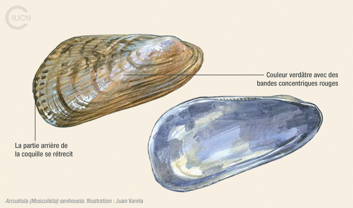 Arcuatula (Musculista) senhousia Illustration