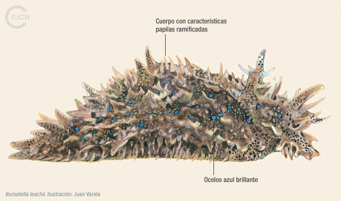 Bursatella leachii Illustration