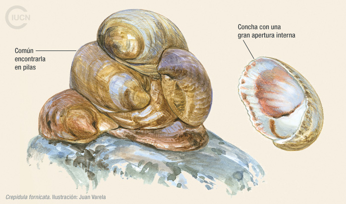 Crepidula fornicata Illustration