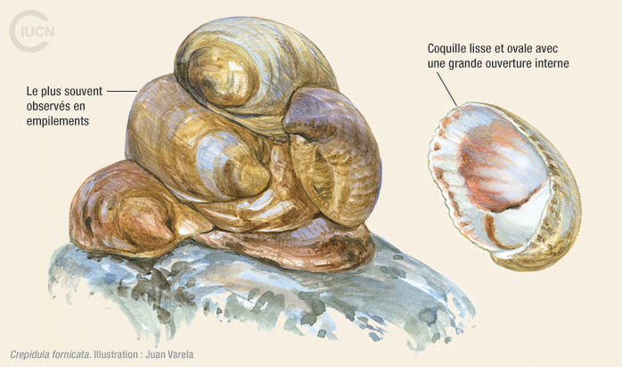 Crepidula fornicata Illustration