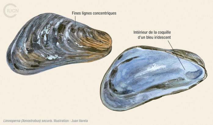 Limnoperna (Xenostrobus) securis Illustration