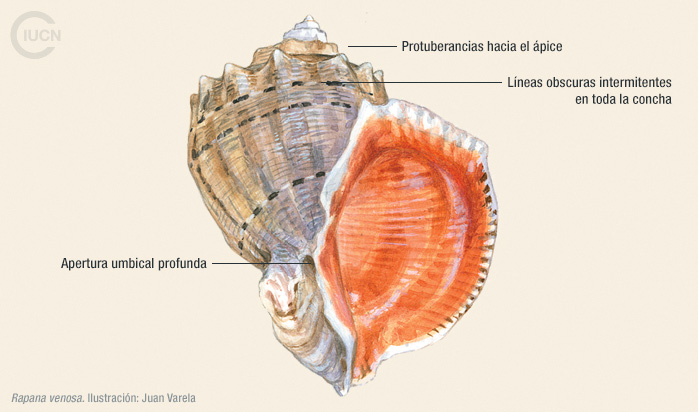 Rapana venosa Illustration
