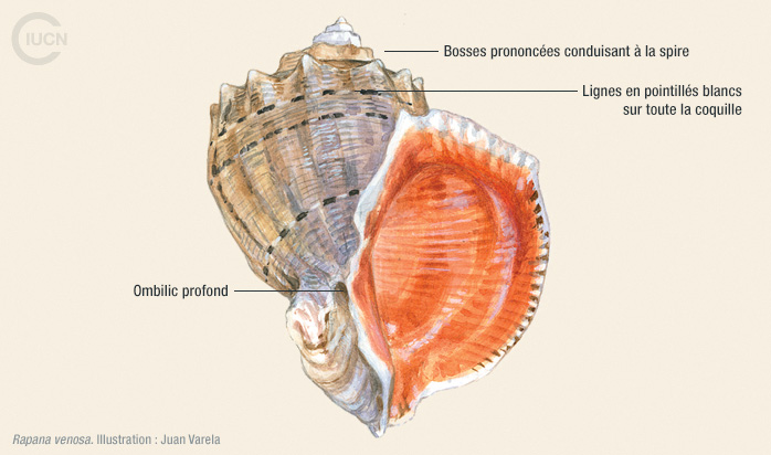 Rapana venosa Illustration