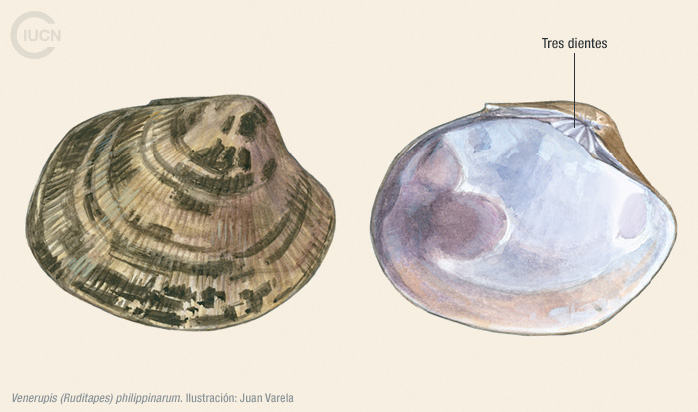 Venerupis (Ruditapes) philippinarum Illustration