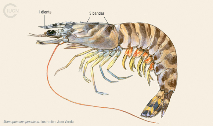 Marsupenaeus japonicus Illustration
