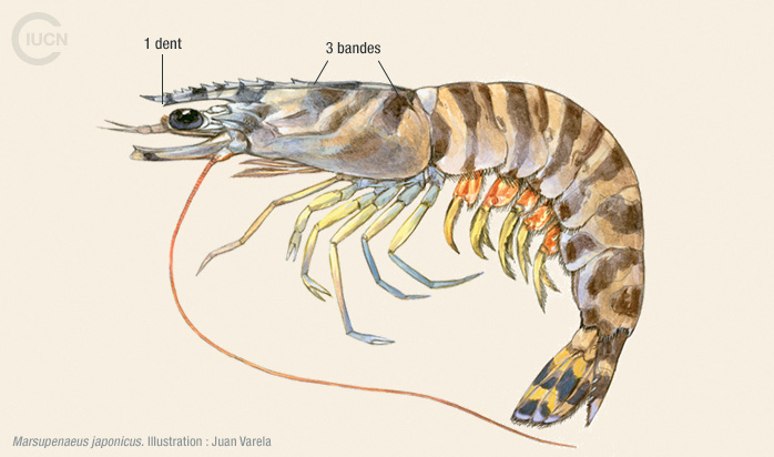 Marsupenaeus japonicus Illustration