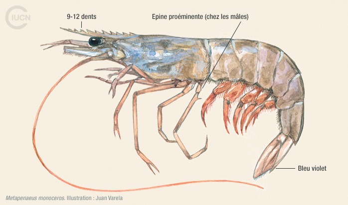 Metapenaeus monoceros Illustration