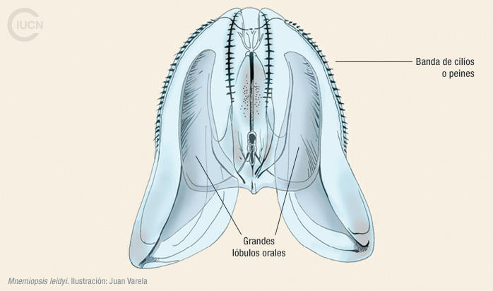Mnemiopsis leidyi Illustration