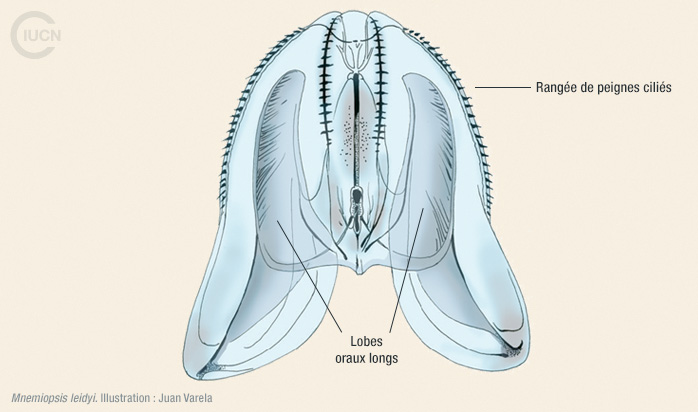 Mnemiopsis leidyi Illustration