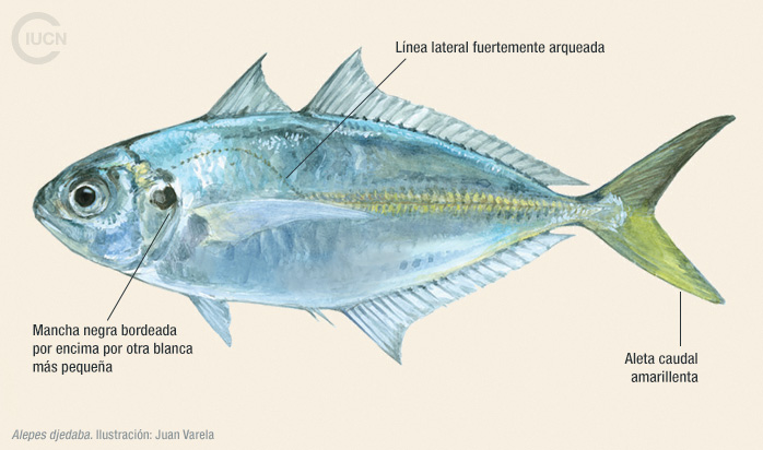 Alepes djedaba Illustration