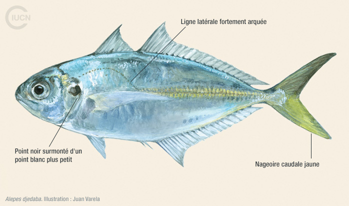 Alepes djedaba Illustration