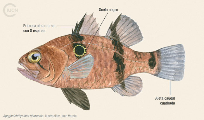 Apogonichthyoides pharaonis Illustration