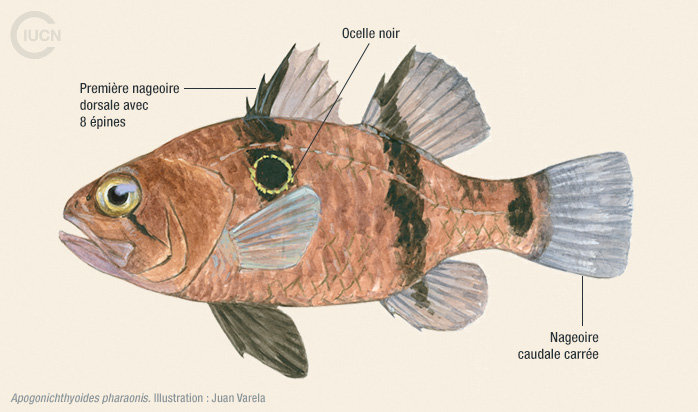 Apogonichthyoides pharaonis Illustration