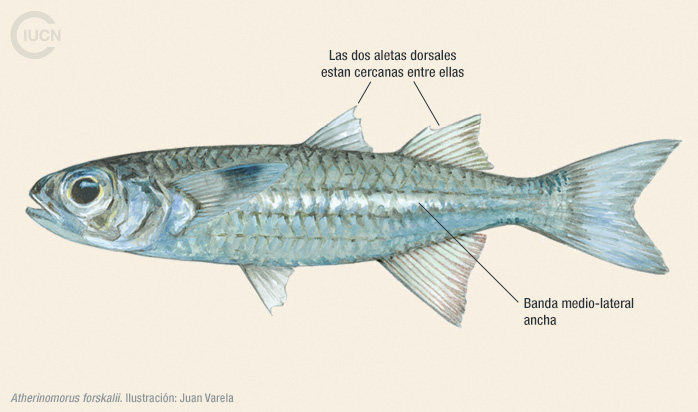 Atherinomorus forskalii Illustration