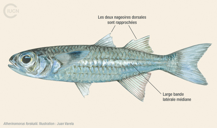 Atherinomorus forskalii Illustration