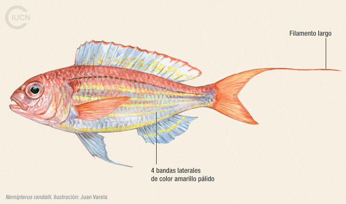 Nemipterus randalli Illustration