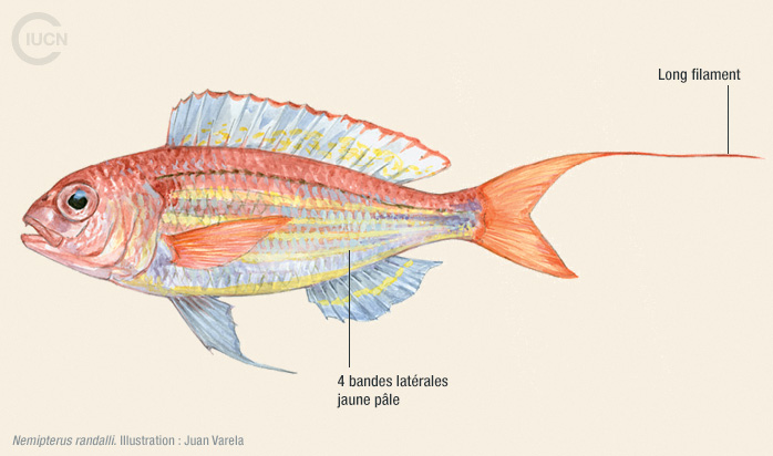 Nemipterus randalli Illustration