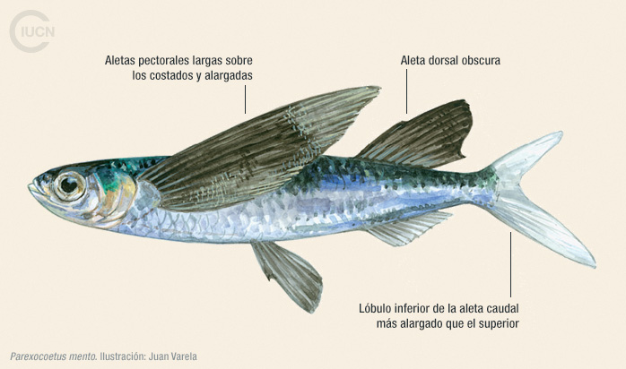 Parexocoetus mento Illustration