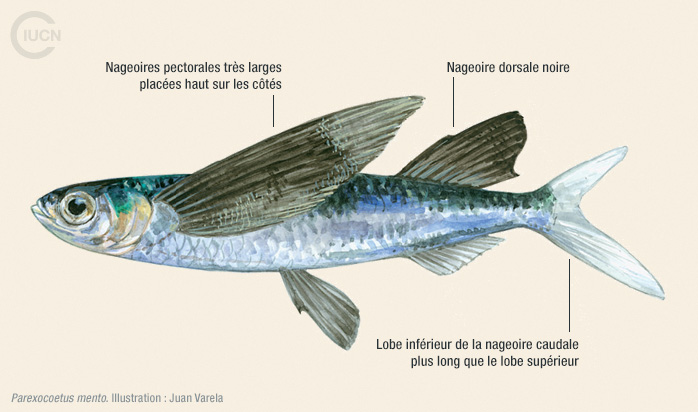 Parexocoetus mento Illustration