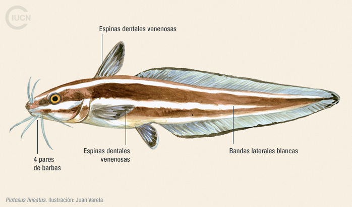 Plotosus lineatus Illustration