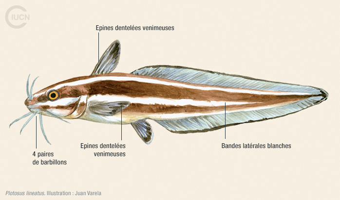 Plotosus lineatus Illustration