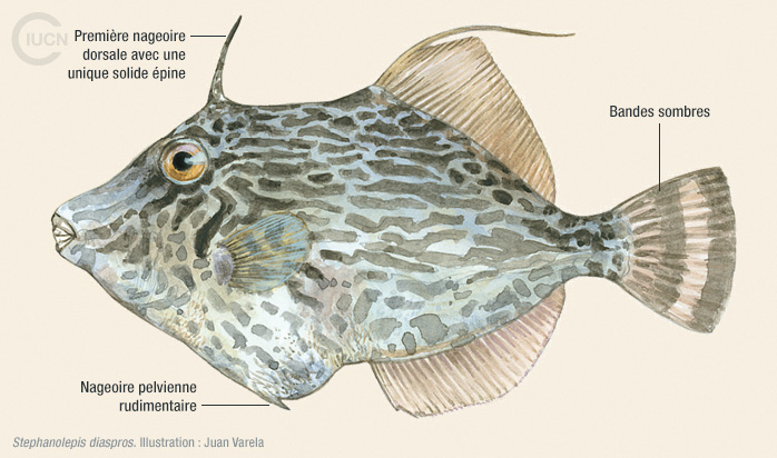 Stephanolepis diaspros Illustration