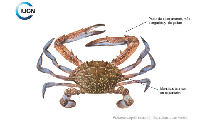 Portunus segnis Illustration