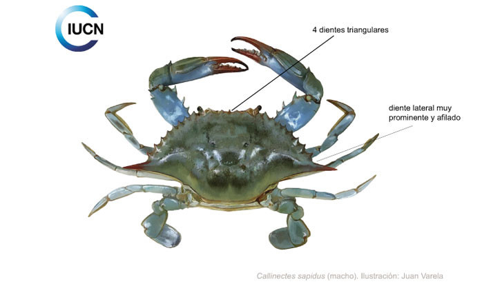 Callinectes sapidus Illustration
