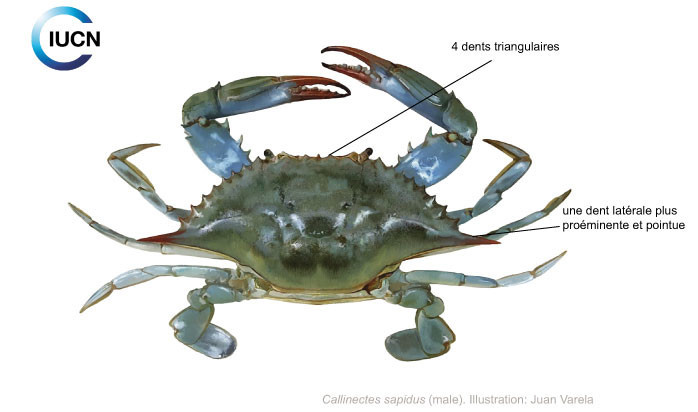 Callinectes sapidus Illustration
