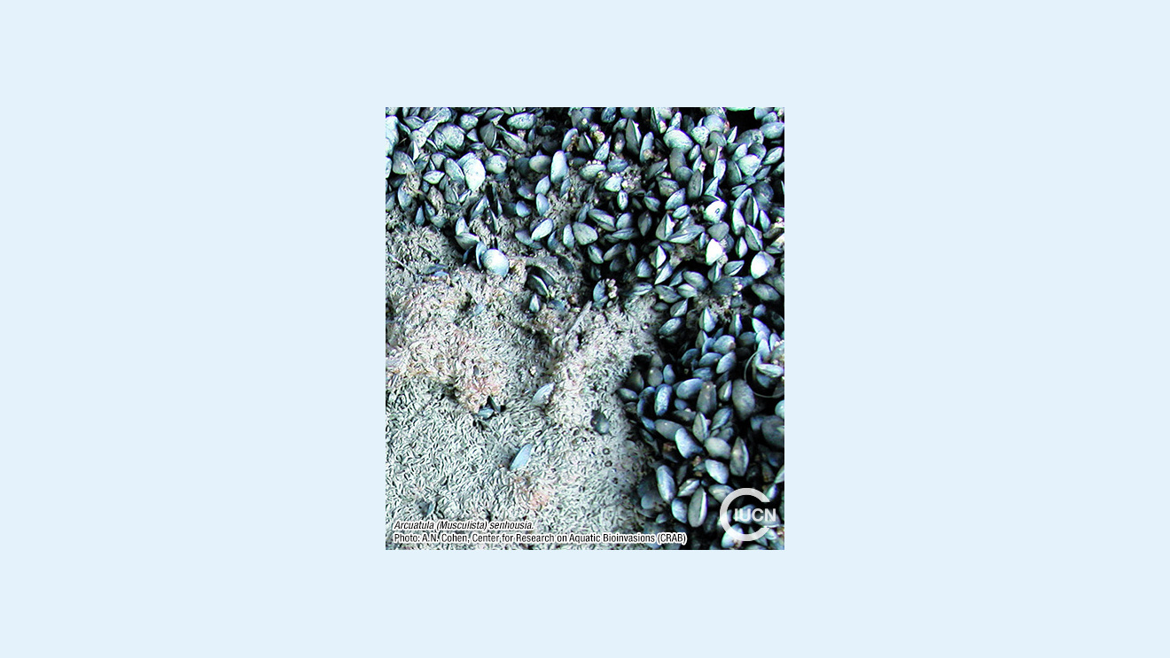 Arcuatula (Musculista) senhousia Species Gallery (0010)