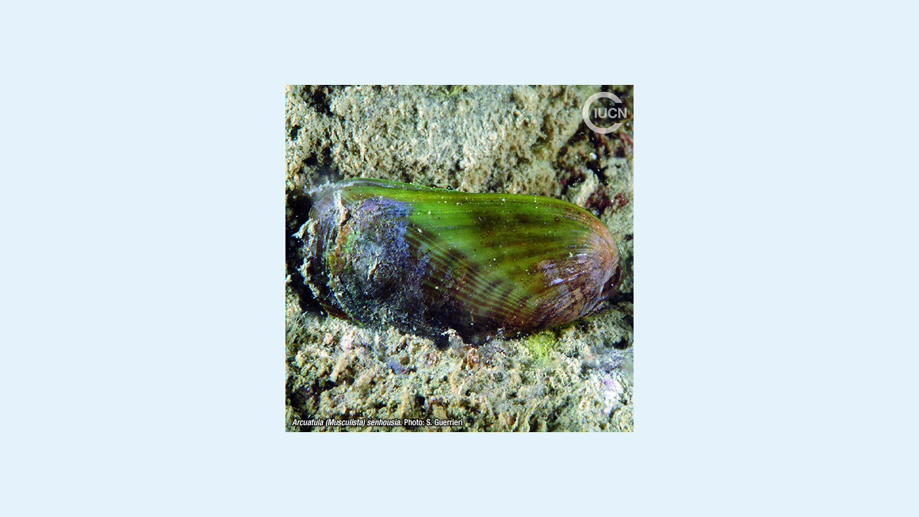 Arcuatula (Musculista) senhousia Species Gallery (0020)