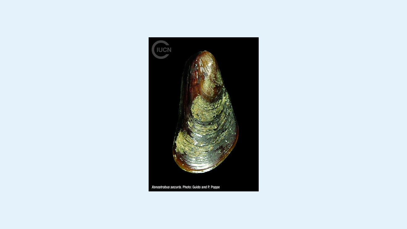 Limnoperna (Xenostrobus) securis Species Gallery (0010)