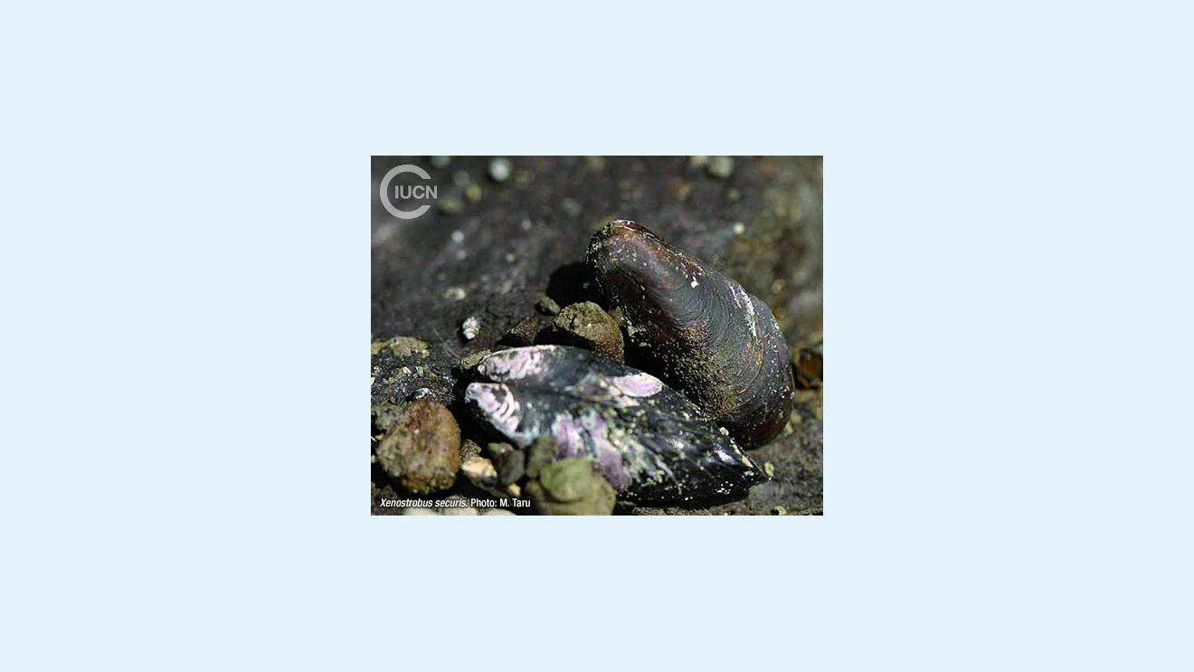 Limnoperna (Xenostrobus) securis Species Gallery (0020)