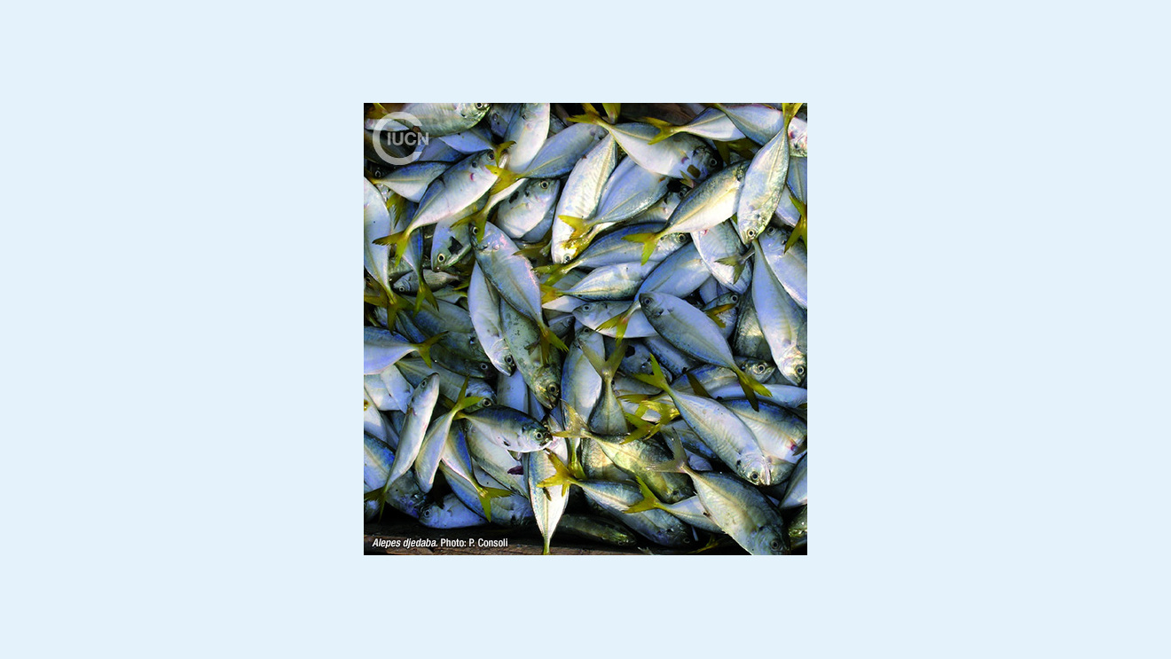 Alepes djedaba Species Gallery (0030)