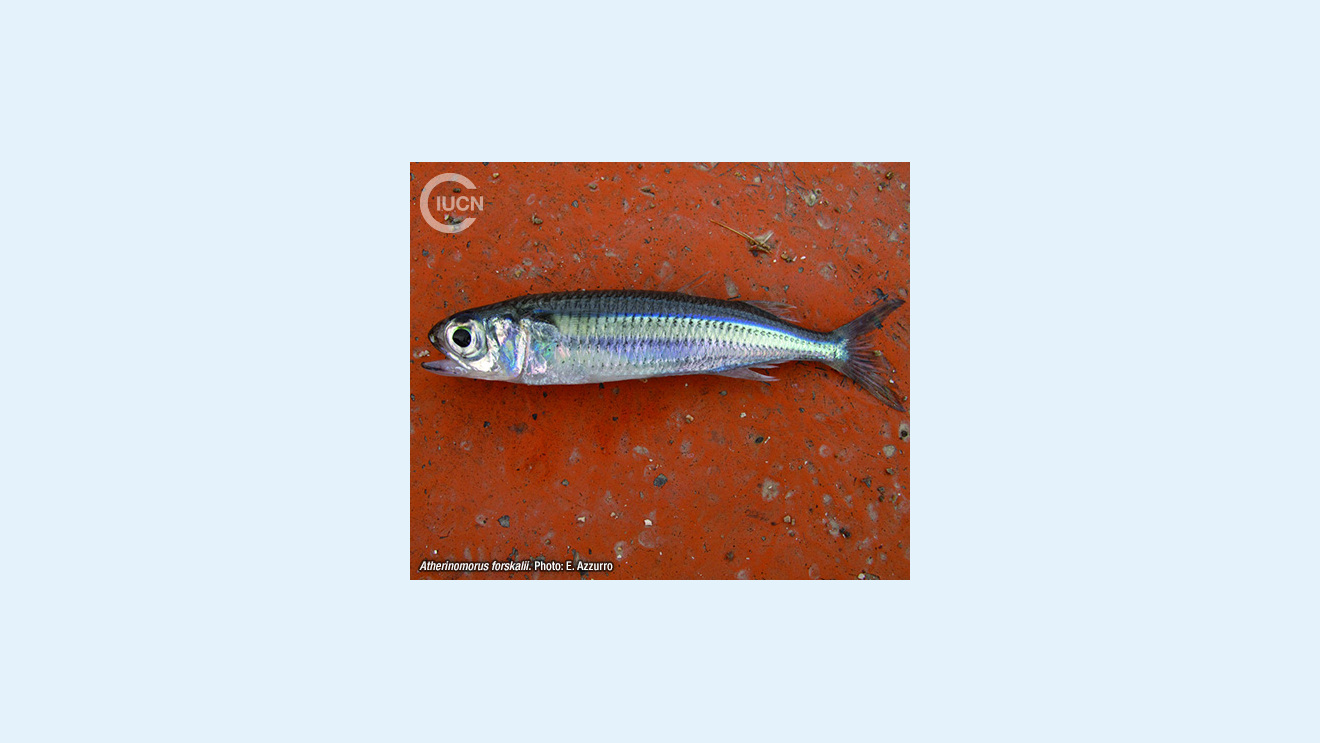 Atherinomorus forskalii Species Gallery (0010)