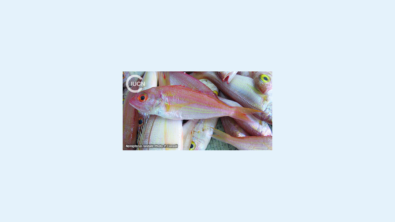 Nemipterus randalli Species Gallery (0010)