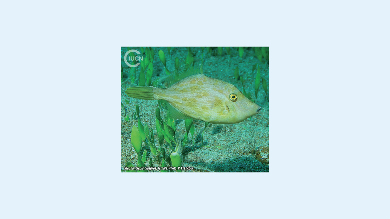 Stephanolepis diaspros Species Gallery (0010)