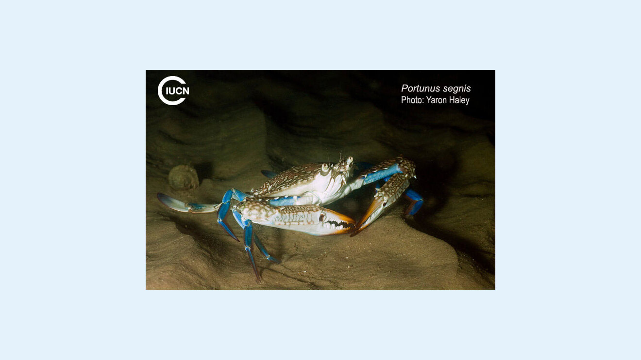 Portunus segnis Species Gallery (0010)