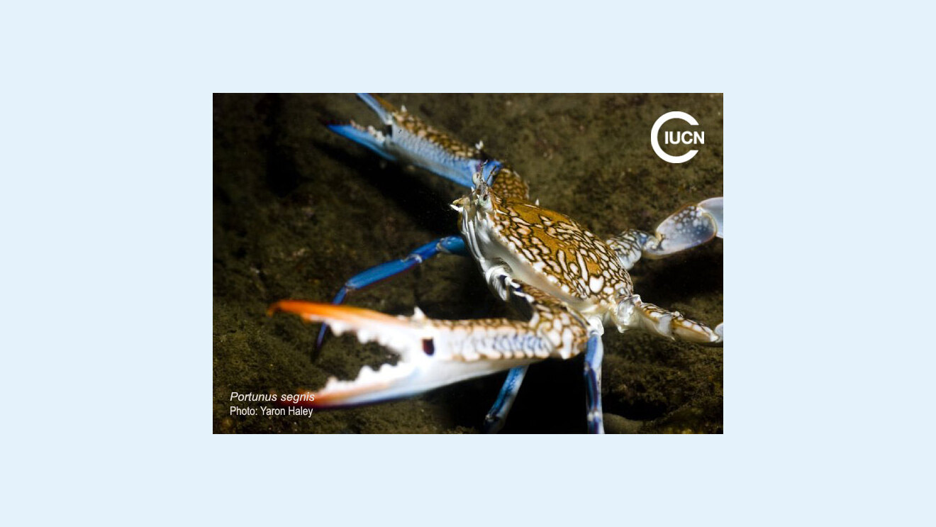 Portunus segnis Species Gallery (0020)