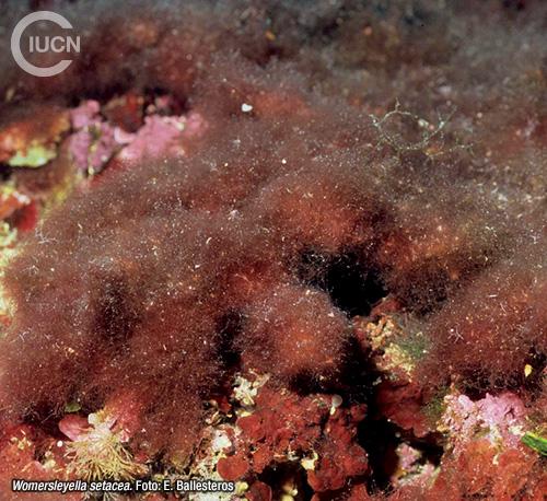 Acrothamnion preissii Similar Species (0010) ES