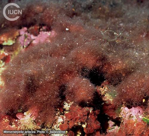 Acrothamnion preissii Similar Species (0010) TR