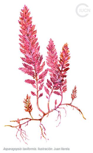 Asparagopsis armata Similar Species (0010) ES