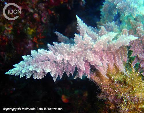 Asparagopsis armata Similar Species (0020) ES