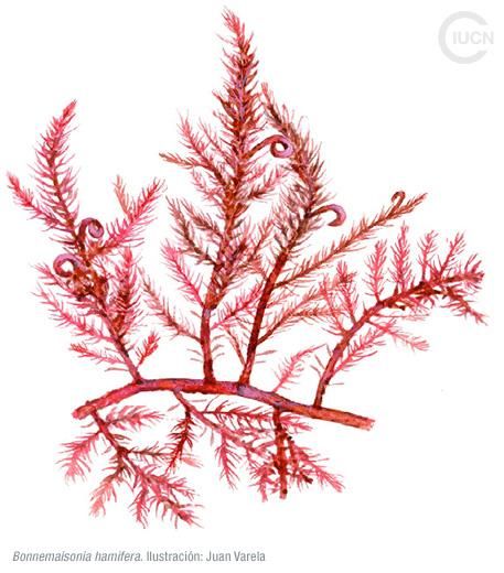 Asparagopsis armata Similar Species (0030) ES