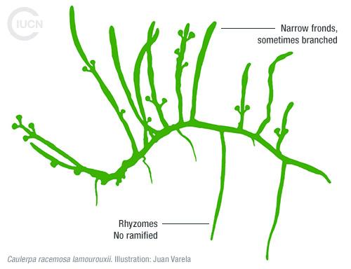 Caulerpa cylindracea Similar Species (0010) EN