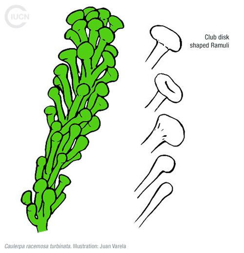 Caulerpa cylindracea Similar Species (0020) EN