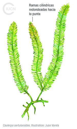 Caulerpa taxifolia Similar Species (0010) EL