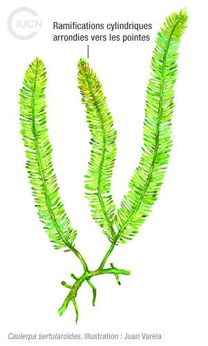 Caulerpa taxifolia Similar Species (0010) FR