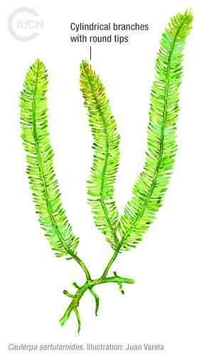 Caulerpa taxifolia Similar Species (0010) TR